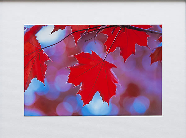 print - red maple leaves